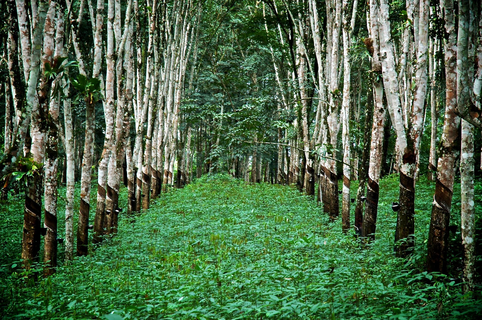 Forestry and Agroforestry Management
